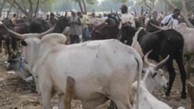 ‎Kasuwannin Dabbobi A Kano Na Ƙara Bunƙasa, Saidai Mata Masu Amfani da “Sha Ka Fashe” Na Fuskantar Barazana Ga Lafiyar su