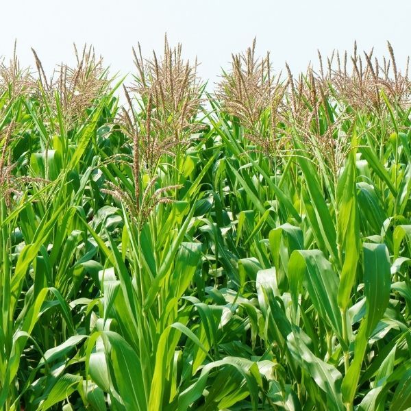 6000 Farmers to Received free fertiliser in jigawa ...Jaga  By Umar Akilu Majeri Dutse