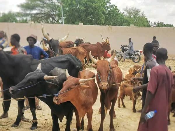 Over 5,000 Domestic Animals to Receive Free Vaccination in Malam Madori  By Umar Akilu Majeri, Dutse