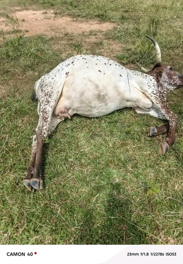 Three Herders Killed, 50 Cattle Shot Dead in Plateau  By Bello Dan Hajiya Misau